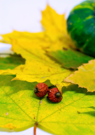vegetables and berries on the autumn leavesの写真素材