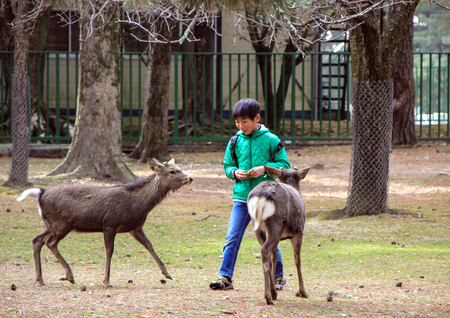 A boy playing with deers in the Nara Park.のeditorial素材