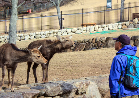 A man and deers in the Nara Park. Vocations in Japan, Naraのeditorial素材