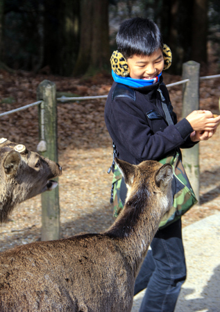 A boy and deers in the Nara Park. Vocations in Japan, Naraのeditorial素材