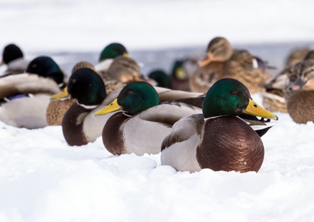 Flock of the mallards on the snow. Birds on the pond in winter. Wild birds in the city.の写真素材