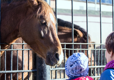 2018.04.13, Moscow, Russia.The heads of cute horses closeup in the park. Children and horses.のeditorial素材