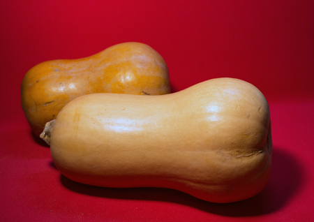 two orange pumpkins on a red background. Vegetables as symbols of holidays.の写真素材