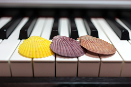 Composition of colorful seashells on the piano keyboard. Concept of music and ocean. Concept of sea sounds.の写真素材
