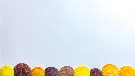Postcard with colorful seashells on white background. Bright multicolor shells on background of white. Wallpaper with concept of sea and summer.の写真素材