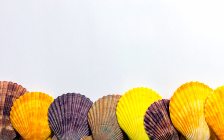 Postcard with colorful seashells on white background. Bright multicolor shells on background of white. Wallpaper with concept of sea and summer.の写真素材