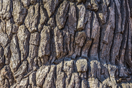texture of the oldest oak tree. natural texture close up.