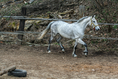 2010.04.17, Istra, Russia. Beautiful horse running about circle. Cute pets close up.の写真素材
