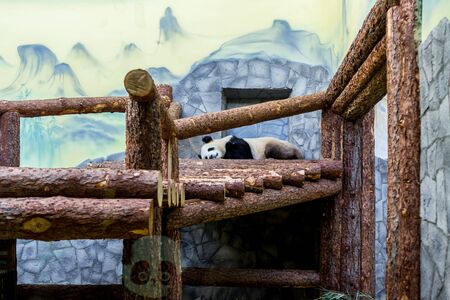 A giant panda lying on tree and playing it selves. Cute animals of China. Cute active panda bear close up.の写真素材