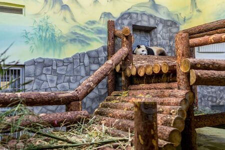 A giant panda lying on tree and playing it selves. Cute animals of China. Cute active panda bear close up.の写真素材