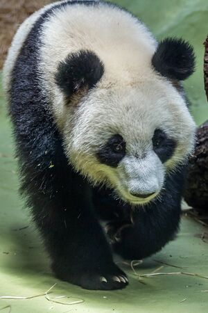 Portrait of giant panda walking around aviary, front view. Cute animals of China. Cute panda bear close up.の写真素材