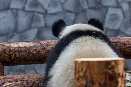 Back side view of giant panda sitting on a wooden construction of aviary. Cute animals of China. Cute panda bear close up.の写真素材