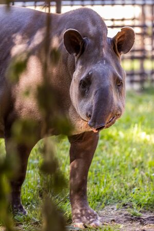 The South American tapir (Brazilian tapir, Amazonian tapir) close up. Cute and funny animals of the world. American animals.の写真素材