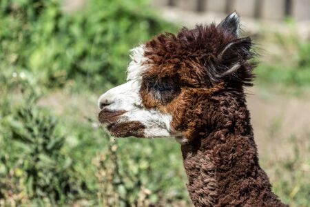 Brown alpaca lying on the sand. American animals in the zoo. Hoofed animals of America.の写真素材