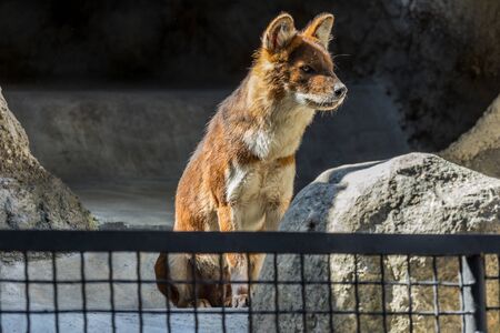 The dhole sitting on the rock Asian predators close up. Endangered animals of the world.の写真素材