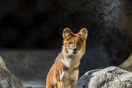 The dhole sitting on the rock Asian predators close up. Endangered animals of the world.の写真素材