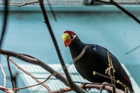 The violaceous plantain eater on the tree. Birds of a group of African otidimorphae.