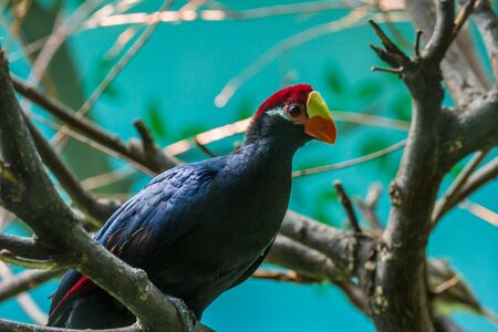 The violaceous plantain eater on the tree. Birds of a group of African otidimorphae.の写真素材