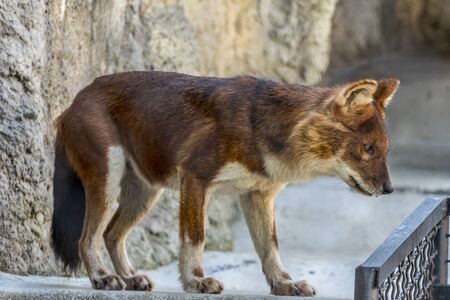 The dhole sitting on the rock Asian predators close up. Endangered animals of the world.の写真素材