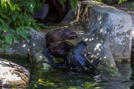 Two northern fur seals playing in the water. Animals of ocean and sea. Funny animals of the world.の写真素材
