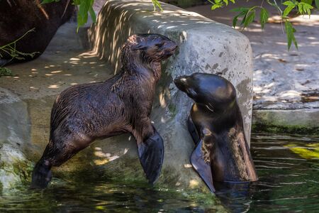 Two northern fur seals playing in the water. Animals of ocean and sea. Funny animals of the world.の写真素材