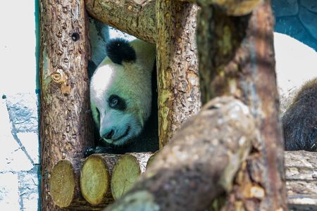 Portrait of cub of panda bear close up. Cute animals of the world. China animals.の写真素材