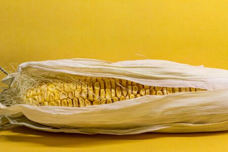 Ear of corn lies on a yellow background. Queen of the fields in USSR.の写真素材