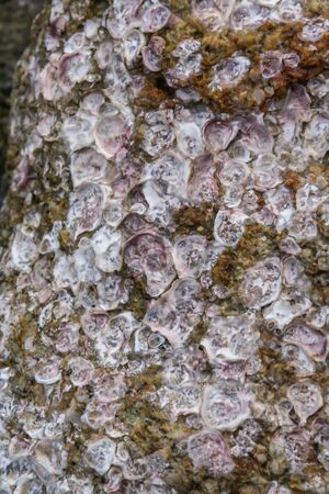 05.05.08, Phuket, Thailand. clam marks on stone. Marine fauna of Thailand.