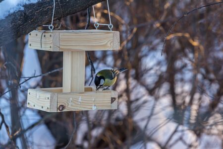 2019.01.09, Moscow, Russia. Tit eating food in a wooden manger in a winter park. Birds life in the...