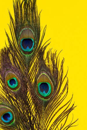 Composition of several peacock feathers on a yellow background. Concept of festive postcard.の写真素材