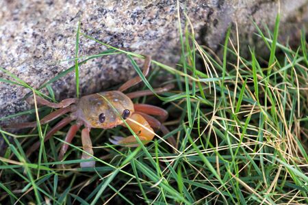 a small crab hid in the grass near a large rock on the beach. Animals of Vietnam.