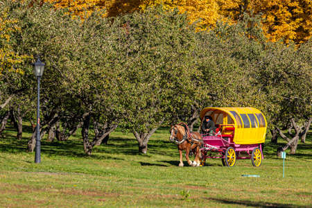 10/11/2018, Moscow, Russia. A yellowish horse-drawn carriage riding on the road in the Kolomenskoye park against the background of the apple orchard.のeditorial素材