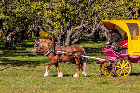 10/11/2018, Moscow, Russia. A yellowish horse-drawn carriage riding on the road in the Kolomenskoye park against the background of the apple orchard.のeditorial素材