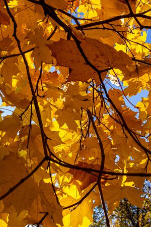 maple crown with yellowed leaves in the park.