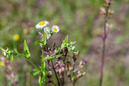 mayweed - a plant of the daisy family that typically grows as a weed of fields and waste ground.の写真素材