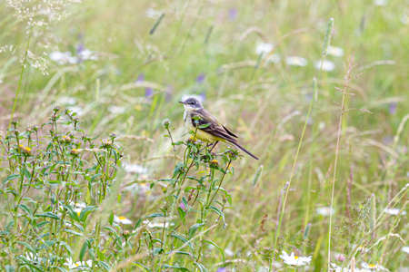 The western yellow wagtail (Motacilla flava) is a small passerine in the wagtail family...