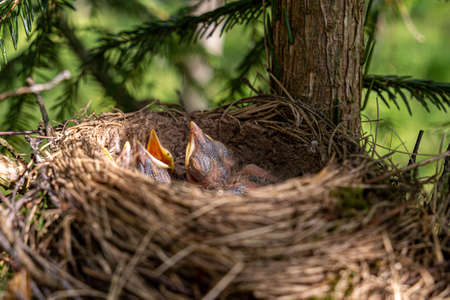 thrush nest on spruce in the forest. thrush chicks in the nest. The fieldfare (Turdus pilaris) is a...