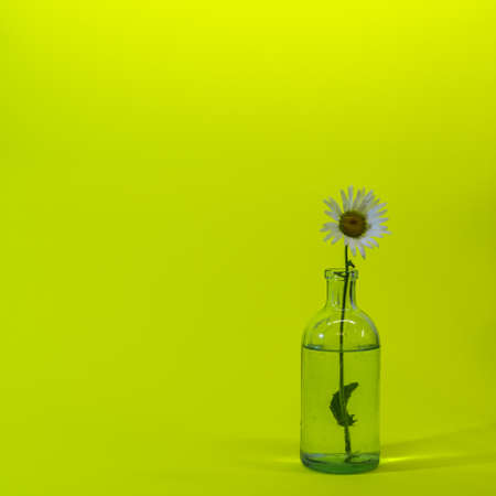 The ox-eye daisy, or oxeye daisy, or dog daisy (Leucanthemum vulgare) in the glass on background of yellow. wildflowers card, square shot.の写真素材