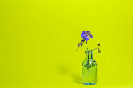 The meadow crane's-bill or meadow geranium (Geranium pratense) in the glass on background of yellow. wildflowers card, horizontal arrangement.の写真素材
