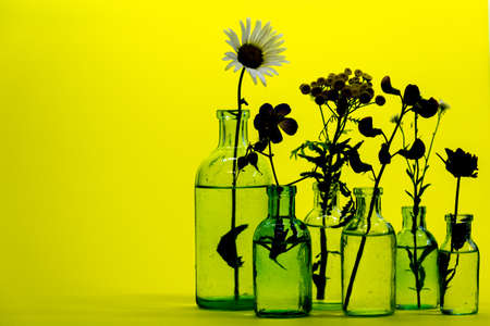Silhouette of bouquet of meadow flowers in the bottles on background of yellow. wildflowers card, horizontal arrangement.の写真素材