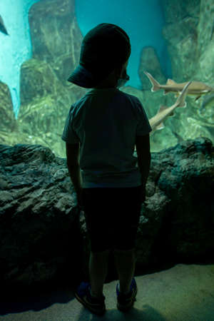 Silhouette of a little boy wearing cap standing by the glass of aquarium and looking on it.の写真素材