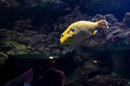 Fishes of coral reef close up. Fishes around coral reef.の写真素材