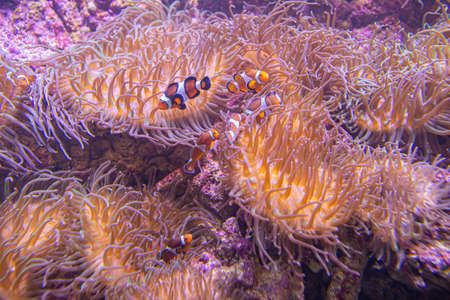 Fishes of coral reef close up. The orange clownfish (Amphiprion percula) also known as percula...