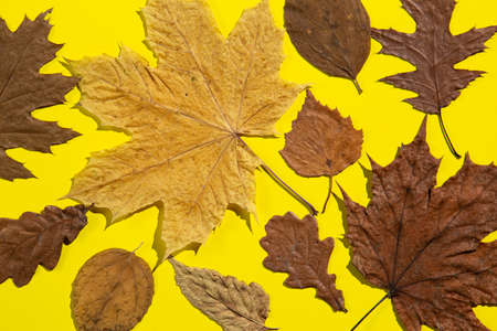 Autumn leaves on background of yellow. Concept of fall sesaon.