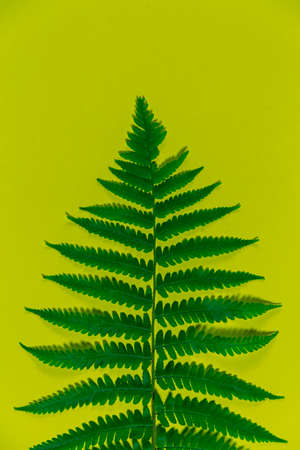 fern leaves on yellow background. Wallpaper of botanical themes.の写真素材