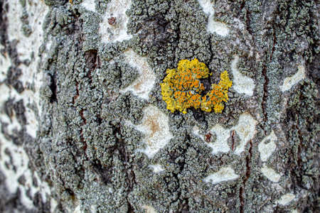 lichen on poplar bark. wood texture.
