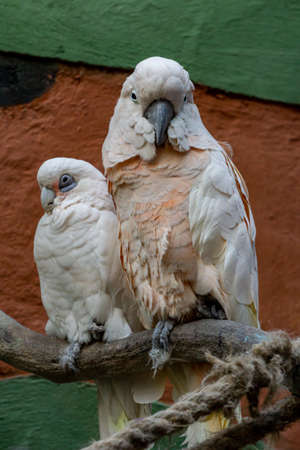 The galah (Eolophus roseicapilla), also known as the pink and gray cockatoo, is one of the most...