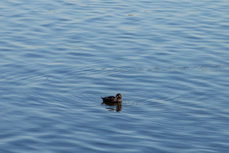 Ducks and one of great crested grebe (Podiceps cristatus) is a member of the grebe family of water birds noted for its elaborate mating display floating on the water.の写真素材