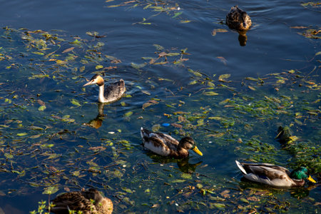 Ducks and one of great crested grebe (Podiceps cristatus) is a member of the grebe family of water birds noted for its elaborate mating display floating on the water.の写真素材