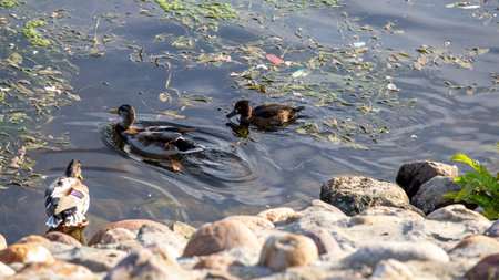 Ducks and one of great crested grebe (Podiceps cristatus) is a member of the grebe family of water birds noted for its elaborate mating display floating on the water.の写真素材